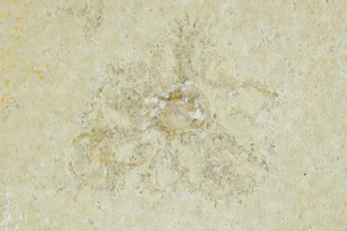 Floating Crinoid (Saccocoma) Fossil - Solnhofen Limestone #377270